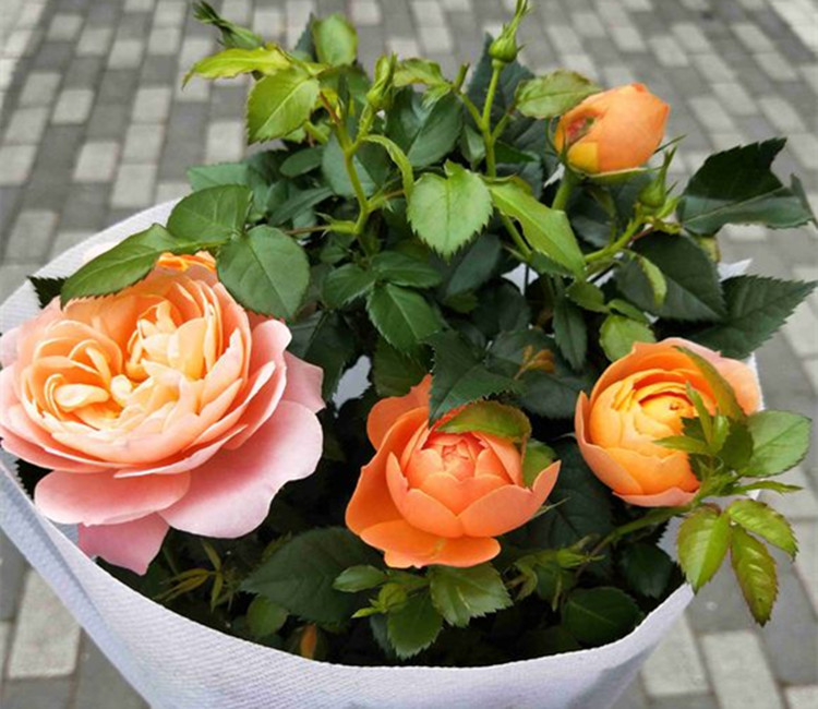 星空综合-孤魂野怪尾行迷路少女 《深夜廻》新截图公开(图4) 星空·综合体育